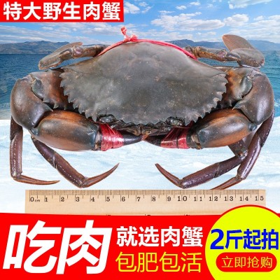缅甸越南青蟹鲜活大公蟹进口肉蟹迷踪蟹鲜活大螃蟹顺丰包邮