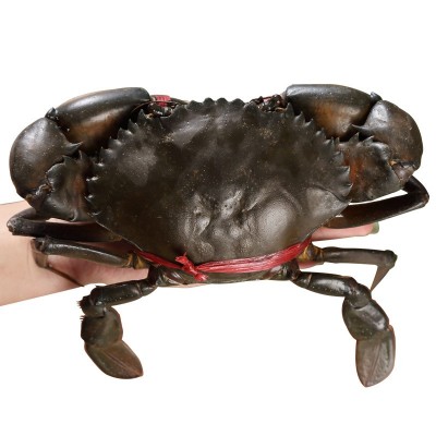 缅甸越南青蟹鲜活大公蟹进口肉蟹迷踪蟹鲜活大螃蟹顺丰包邮图5