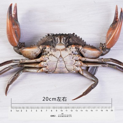 缅甸越南青蟹鲜活大公蟹进口肉蟹迷踪蟹鲜活大螃蟹顺丰包邮图2