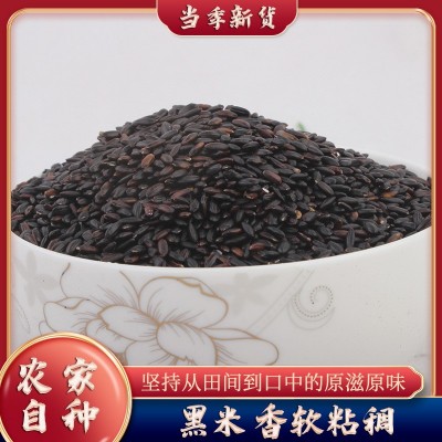 大量批发东北黑米农家新鲜五谷杂粮黑香米颗粒饱满黑香米饭