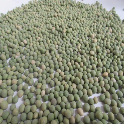 批发双青豆 各种青豆 青皮豆 青粒豆食品原料 东北双青豆图2