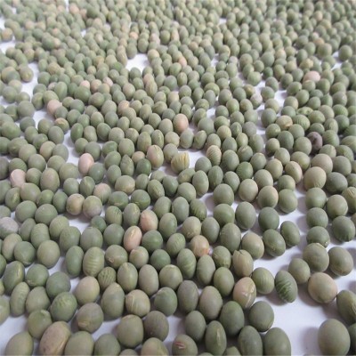 批发双青豆 各种青豆 青皮豆 青粒豆食品原料 东北双青豆图3