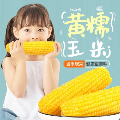 燕之坊新鲜黑糯玉米棒10根真空装包黏粘玉米批发香甜糯玉米图4