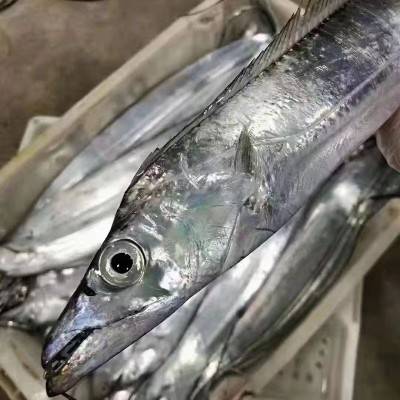 整条鲜冻带鱼小眼睛带鱼特级大海鲜整条东海野刀鱼冷冻带鱼500g图2