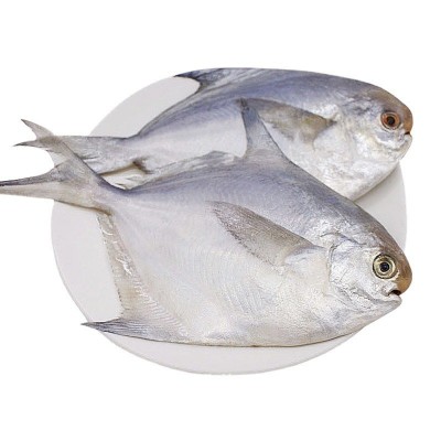 白鲳鱼新鲜冷冻银鲳鱼鲳鳊鱼东海鲜冻大鲳鱼平鱼海鲜烧烤水产500g图5