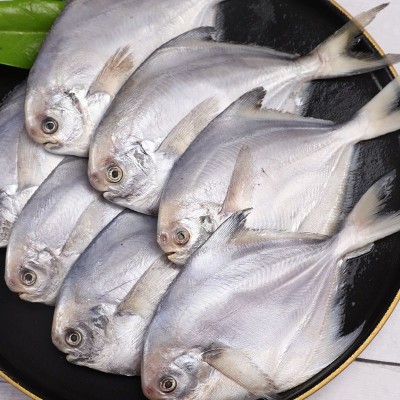 白鲳鱼新鲜冷冻银鲳鱼鲳鳊鱼东海鲜冻大鲳鱼平鱼海鲜烧烤水产500g