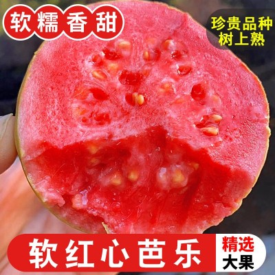 福建漳州软心红芭乐红心水果番石榴当季潘蕃新鲜软糯土巴乐