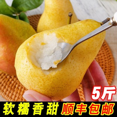 山东太婆梨水果新鲜 整箱当季梨子茄梨青啤酒梨香蕉梨软梨5斤顺丰