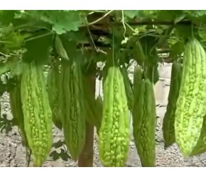 小伙在院子里种植硕大饱满鲜嫩苦瓜，然后种植方法出乎意料