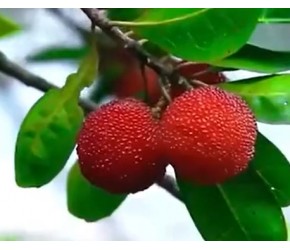 中国水果种植哪家强？