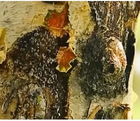 沙漠中寸草不生，中亚人是怎样种植乳香树的？看完涨知识了