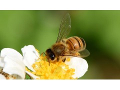 蜜蜂的养殖技术？