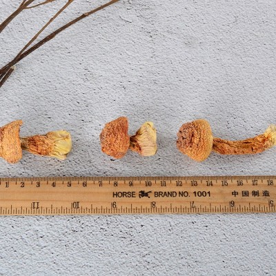 福建新货姬松茸 云南姬松茸干货 食用野生菌香菇500克散装批发图2