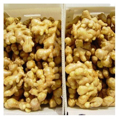 长期供应生姜 量大从优 欢迎咨询 大量订购 价格优惠