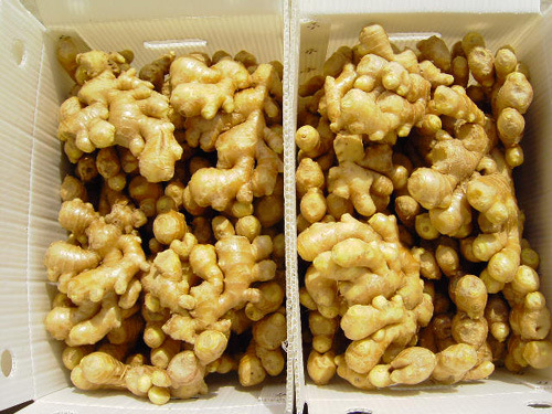 fresh Ginger4