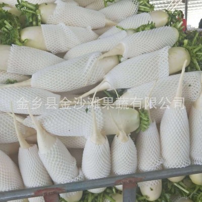 厂家供应白萝卜 ，量大优惠 白萝卜 欢迎大量选购图3