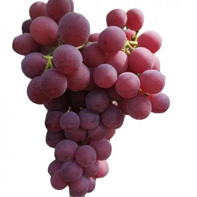 长期供应红提redgrape保证品质欢迎选购