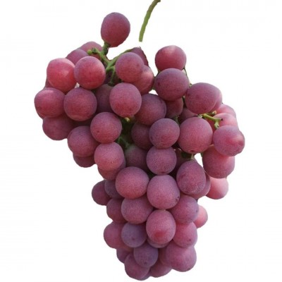 长期供应红提redgrape保证品质欢迎选购图2