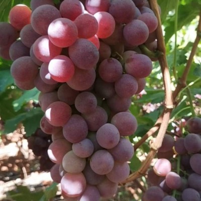 长期供应红提redgrape保证品质欢迎选购图4