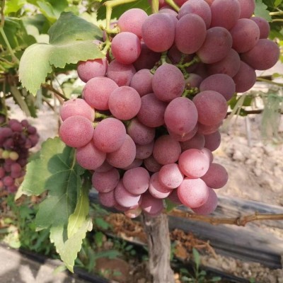 长期供应红提redgrape保证品质欢迎选购图3