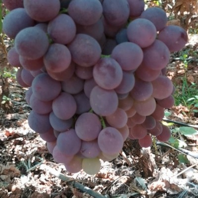 长期供应红提redgrape保证品质欢迎选购图5