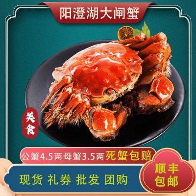 大闸蟹鲜活螃蟹 公母大闸蟹 4.5两公 3.5两母 共8只顺丰包邮图3