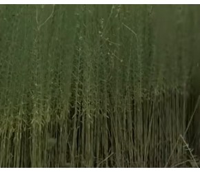 没人种植的亚麻，为何法国农民要大面积播撒，看完涨知识了