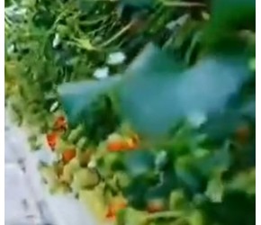 空中草莓无土栽培种植设施，现代化农业种植温室大棚