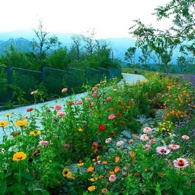 批发四季野花组合花种子美丽乡村花海景区花卉种子百日草波斯菊种图4