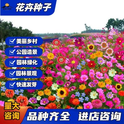 批发四季野花组合花种子美丽乡村花海景区花卉种子百日草波斯菊种图1