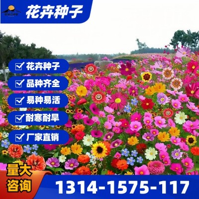 批发四季野花组合花种子美丽乡村花海景区花卉种子百日草波斯菊种图3