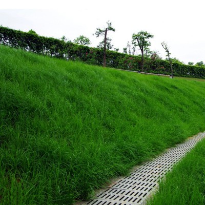 草坪种子批发草籽护坡绿化固土四季常青高羊茅黑麦草狗牙根草种籽图2