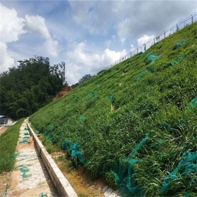 草坪种子批发草籽护坡绿化固土四季常青高羊茅黑麦草狗牙根草种籽图4