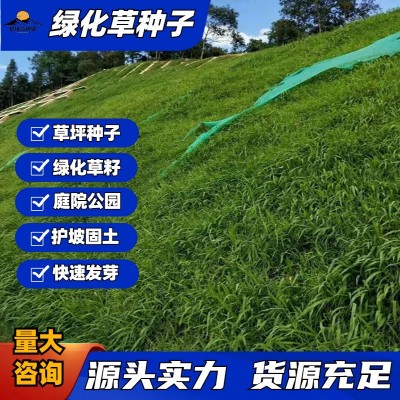 草坪种子批发草籽护坡绿化固土四季常青高羊茅黑麦草狗牙根草种籽图1