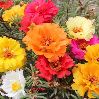重瓣太阳花种子批发七彩四季种开花易活室内室外盆栽景观花卉种子图2