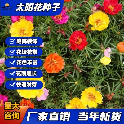 重瓣太阳花种子批发七彩四季种开花易活室内室外盆栽景观花卉种子图1