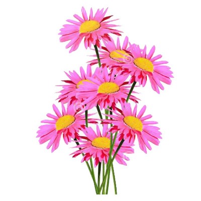 除虫菊种子驱蚊草驱虫菊防蚊花卉种籽易活花籽盆栽庭院室外花种子图5