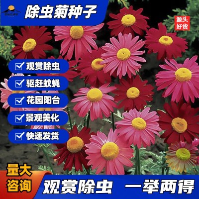 除虫菊种子驱蚊草驱虫菊防蚊花卉种籽易活花籽盆栽庭院室外花种子图1