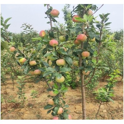 基地批发苹果树苗 矮化苹果树 红富士苹果树苗规格齐全 量大从优图2