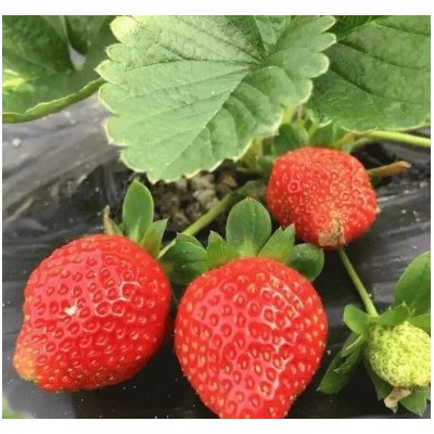 产地直销脱毒草莓苗红颜草莓奶油草莓章姬草莓苗品种齐全价格优惠图4