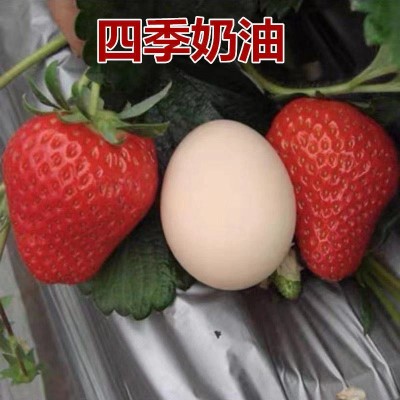 奶油草莓种子四季草莓白草莓种子蔬菜种子盆栽花卉种子图3