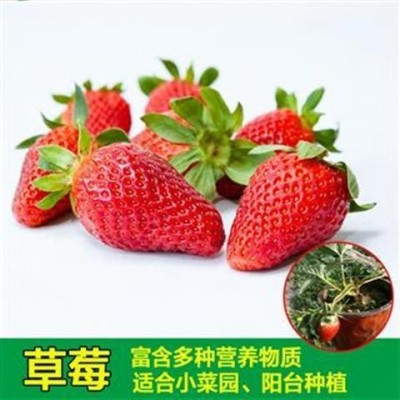 奶油草莓种子四季草莓白草莓种子蔬菜种子盆栽花卉种子图5
