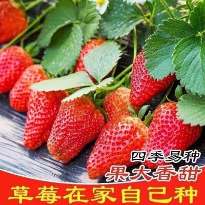奶油草莓种子四季草莓白草莓种子蔬菜种子盆栽花卉种子图4