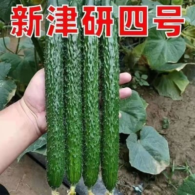 新育津研四号黄瓜种子刺黄瓜种子高产早熟菜园蔬菜种子老品黄瓜种图2
