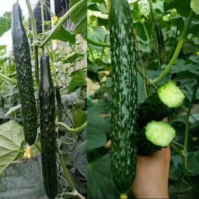 新育津研四号黄瓜种子刺黄瓜种子高产早熟菜园蔬菜种子老品黄瓜种图5
