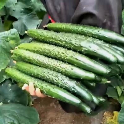 新育津研四号黄瓜种子刺黄瓜种子高产早熟菜园蔬菜种子老品黄瓜种图4