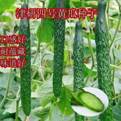 新育津研四号黄瓜种子刺黄瓜种子高产早熟菜园蔬菜种子老品黄瓜种图3
