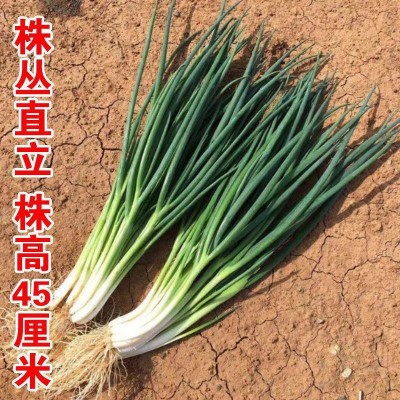 四季小葱种子 小香葱种子四季易种阳台盆栽庭院葱种子家庭菜种子图4