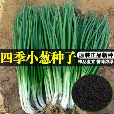 四季小葱种子 小香葱种子四季易种阳台盆栽庭院葱种子家庭菜种子图3