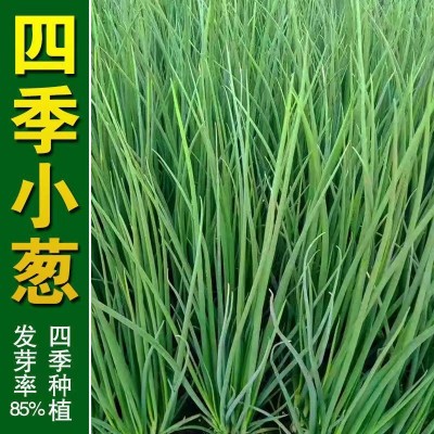 四季小葱种子 小香葱种子四季易种阳台盆栽庭院葱种子家庭菜种子图2